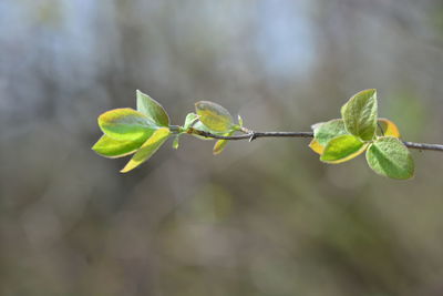 Close-up of green leaves on plant