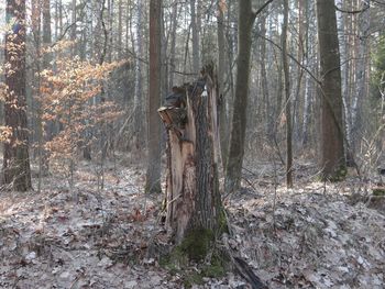 View of dead plants in forest