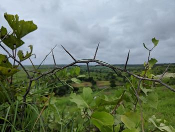 Close-up of plants growing on land against sky