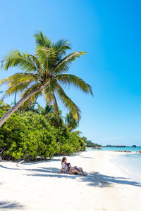 Palm trees on beach against clear blue sky