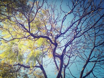 Low angle view of bare tree against blue sky