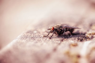 Close-up of fly