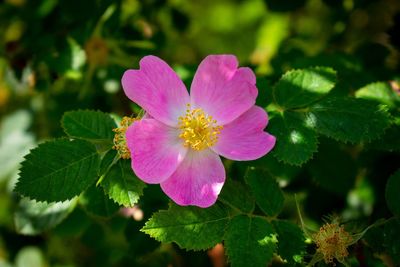 Close-up of pink flowering plant