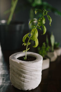 Close-up of small potted plant on table