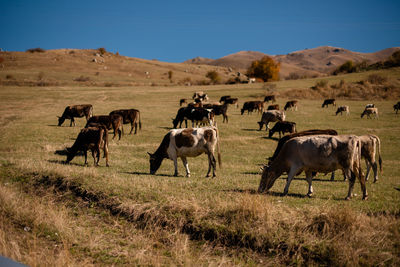 A herd of cows grazes in the mountains in a picturesque view