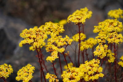 Close-up of yellow flowering plants on field