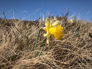 Close-up of yellow flowers growing in field