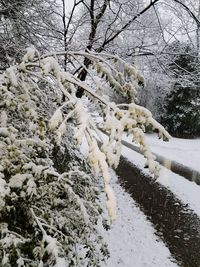 Snow covered bare tree