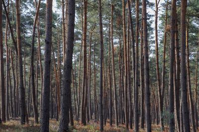 Pine trees in forest