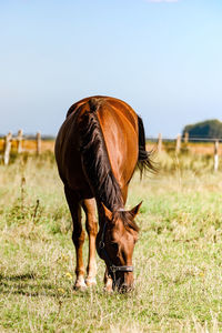 Horse grazing on field against clear sky