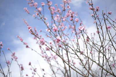 Low angle view of cherry blossoms against sky