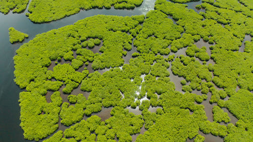 High angle view of plant on field