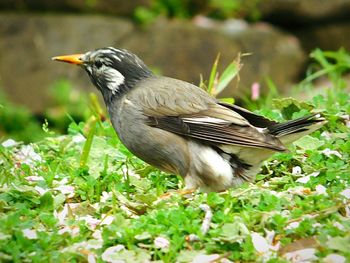 Close-up of bird on grass