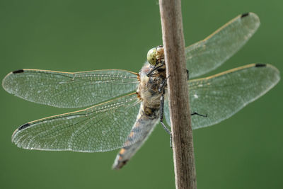Close-up of damselfly perching on leaf
