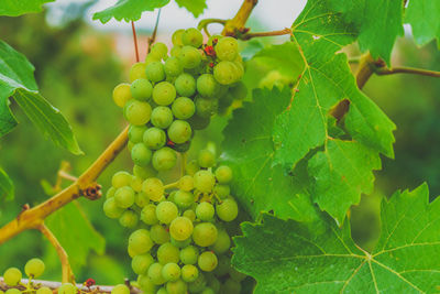 Close-up of grapes growing in vineyard