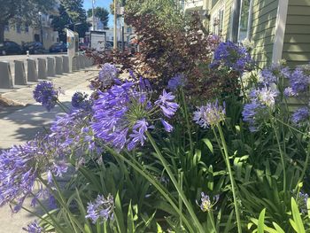 Close-up of purple flowering plants