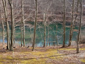 View of trees in forest