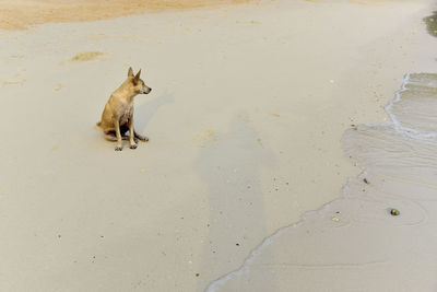 High angle view of dog on beach