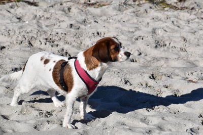 Dog looking away on sand