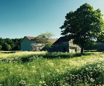 Houses on grassy field