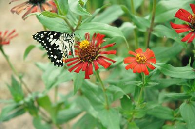 Close-up of butterfly pollinating on flower