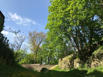 Low angle view of trees against sky