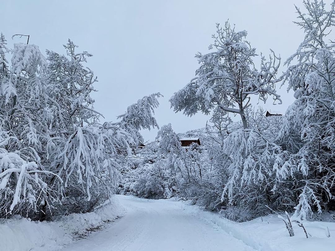 SNOW COVERED PLANTS AGAINST SKY DURING WINTER