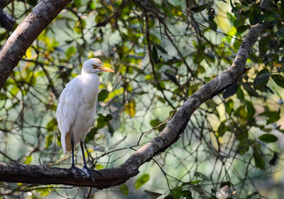 Low angle view of bird perching on tree