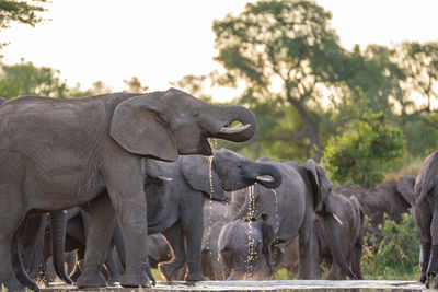 Elephants drinking water from lake during forest