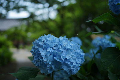 Close-up of blue hydrangea