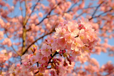 Close-up of flowers growing on tree