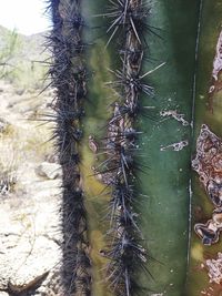 Close-up of plant in water