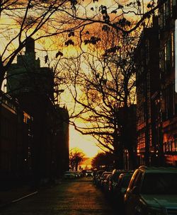 Road amidst bare trees during sunset