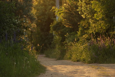 Pathway along trees in the forest