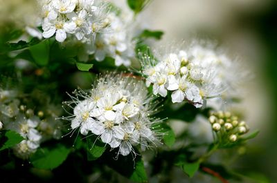 Close-up of white flowers