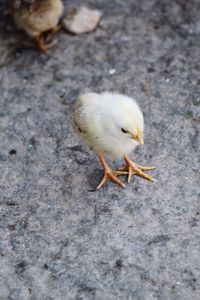 Close-up of a bird