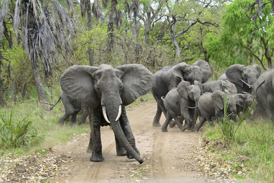 Elephants with calves on dirt road at forest