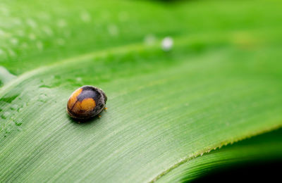 Close-up of snail on leaf