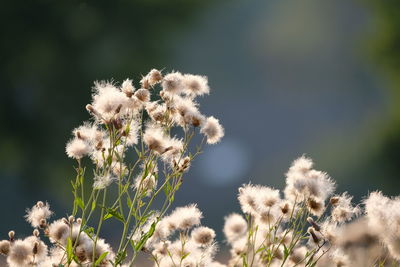 Close-up of white flowering plants