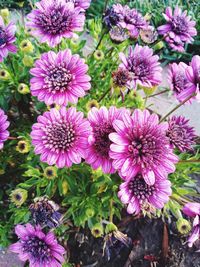 High angle view of pink flowering plants