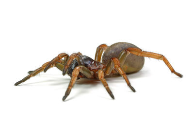 Close-up of insect on white background