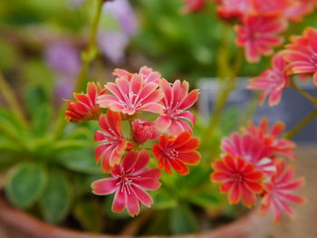 Close-up of red flowers blooming outdoors