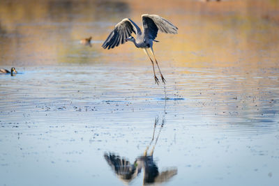 Close-up of bird flying over lake