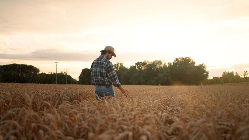 On a sunny day man touching wheat with hand at the field