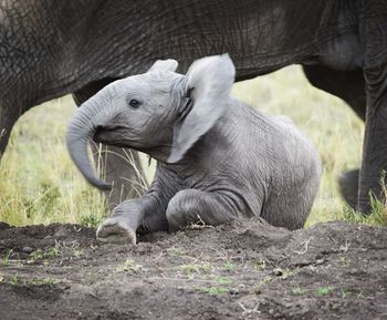 Close-up of a sheep on field