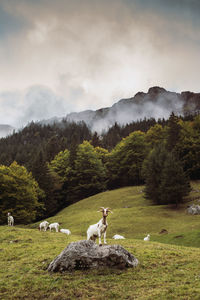 View of sheep on grassy field against sky