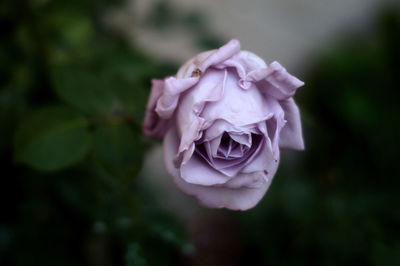 Close-up of pink rose