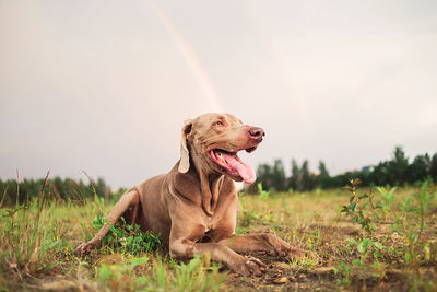 View of dog sticking out tongue on field