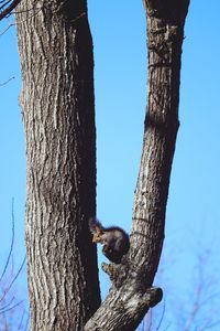 Low angle view of owl perching on tree against sky