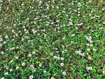 High angle view of flowers blooming on field